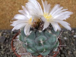 Thelocactus hexaedrophorus major pot 9 cm