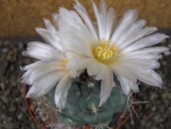 Thelocactus hexaedrophorus major pot 9 cm - 12403976