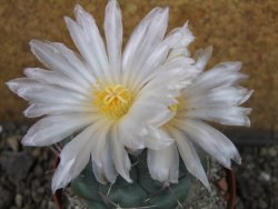 Thelocactus hexaedrophorus major pot 9 cm - 12403977