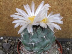 Thelocactus hexaedrophorus major pot 9 cm - 12403978