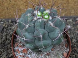 Thelocactus hexaedrophorus major pot 9 cm - 12403979
