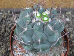 Thelocactus hexaedrophorus major pot 9 cm - 12403980