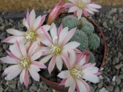 Rebutia sp. pot 6,5 cm