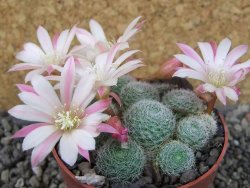 Rebutia sp. pot 6,5 cm - 12403982