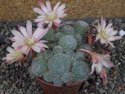 Rebutia sp. pot 6,5 cm - 12403983