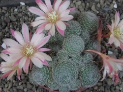 Rebutia sp. pot 6,5 cm - 12403984