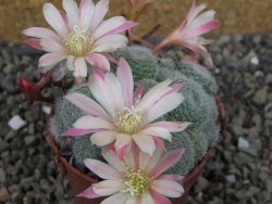 Rebutia sp. pot 6,5 cm - 12403985