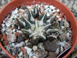 Ariocarpus kotschoubeyanus elephantidens Vista Hermosa pot 5,5 cm