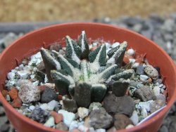 Ariocarpus kotschoubeyanus elephantidens Vista Hermosa pot 5,5 cm - 12404044