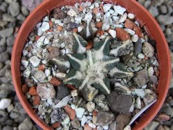 Ariocarpus kotschoubeyanus elephantidens Vista Hermosa pot 5,5 cm - 12404045