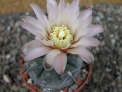 Gymnocalycium dubniorum JPR 68-154 Puerto madryn, pot 5,5 cm - 12404054