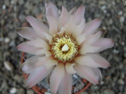 Gymnocalycium dubniorum JPR 68-154 Puerto madryn, pot 5,5 cm - 12404055