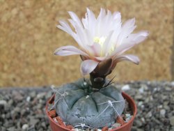 Gymnocalycium dubniorum JPR 68-154 Puerto madryn, pot 5,5 cm