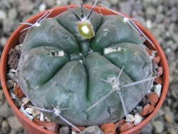 Gymnocalycium dubniorum JPR 68-154 Puerto madryn, pot 5,5 cm - 12404057
