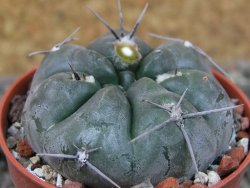 Gymnocalycium dubniorum JPR 68-154 Puerto madryn, pot 5,5 cm - 12404058