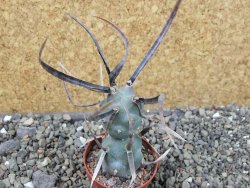Tephrocactus articulatus papyracanthus black spine pot 5,5 cm