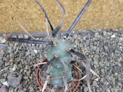 Tephrocactus articulatus papyracanthus black spine pot 5,5 cm - 12404065