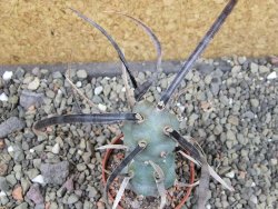 Tephrocactus articulatus papyracanthus black spine pot 5,5 cm - 12404066