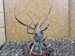 Tephrocactus articulatus papyracanthus black spine pot 5,5 cm - 12404067