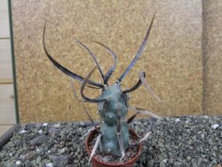 Tephrocactus articulatus papyracanthus black spine pot 5,5 cm - 12404068