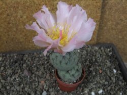 Tephrocactus geometricus pot 5,5 cm