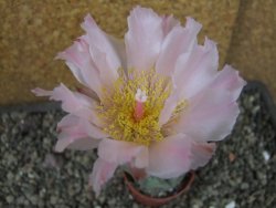 Tephrocactus geometricus pot 5,5 cm - 12404070
