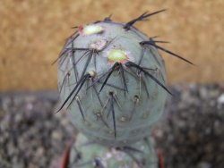 Tephrocactus geometricus pot 5,5 cm - 12404073
