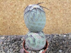 Tephrocactus geometricus pot 5,5 cm - 12404074