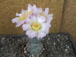 Tephrocactus geometricus, pot 7 cm