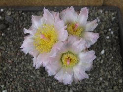 Tephrocactus geometricus, pot 7 cm - 12404082