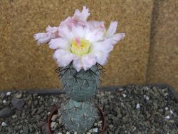 Tephrocactus geometricus, pot 7 cm - 12404083