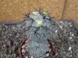 Tephrocactus geometricus, pot 7 cm - 12404084
