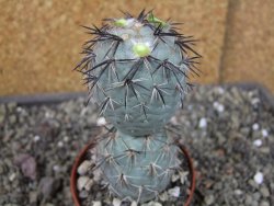 Tephrocactus geometricus, pot 7 cm - 12404085