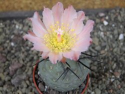 Tephrocactus geometricus, pot 5,5 cm - 12404098