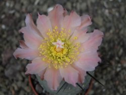Tephrocactus geometricus, pot 5,5 cm - 12404099