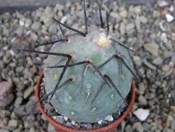 Tephrocactus geometricus, pot 5,5 cm - 12404101
