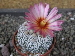 Astrophytum Super Kabuto X red flower oibo, pot 5,5 cm