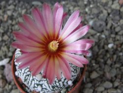 Astrophytum Super Kabuto X red flower oibo, pot 5,5 cm - 12404126