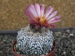 Astrophytum Super Kabuto X red flower oibo, pot 5,5 cm - 12404127