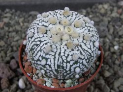 Astrophytum Super Kabuto X red flower oibo, pot 5,5 cm - 12404128