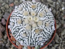 Astrophytum Super Kabuto X red flower oibo, pot 5,5 cm - 12404129