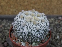 Astrophytum Super Kabuto X red flower oibo, pot 5,5 cm - 12404130