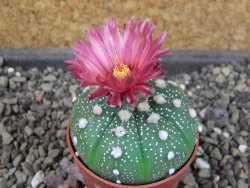 Astrophytum asterias X red flower oibo, pot 5,5 cm