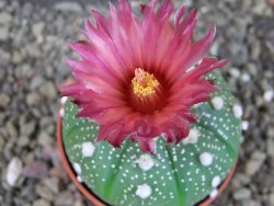 Astrophytum asterias X red flower oibo, pot 5,5 cm - 12404132