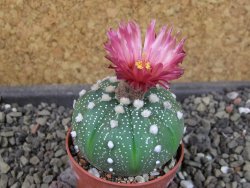 Astrophytum asterias X red flower oibo, pot 5,5 cm - 12404133