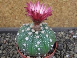 Astrophytum asterias X red flower oibo, pot 5,5 cm - 12404134