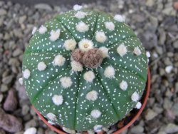 Astrophytum asterias X red flower oibo, pot 5,5 cm - 12404135