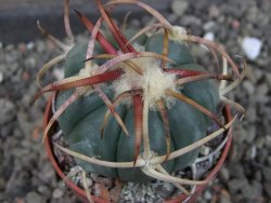 Echinocactus horizonthalonius Jacales, pot 5,5 cm