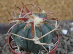 Echinocactus horizonthalonius Jacales, pot 5,5 cm - 12404170