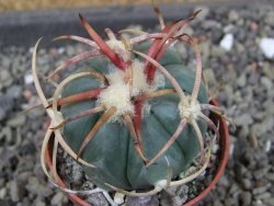 Echinocactus horizonthalonius Jacales, pot 5,5 cm - 12404171